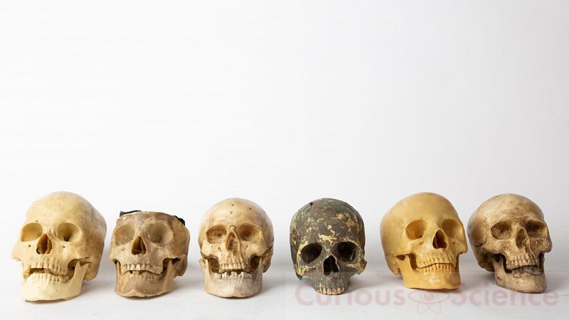 Human Teaching Skulls (priced individually)